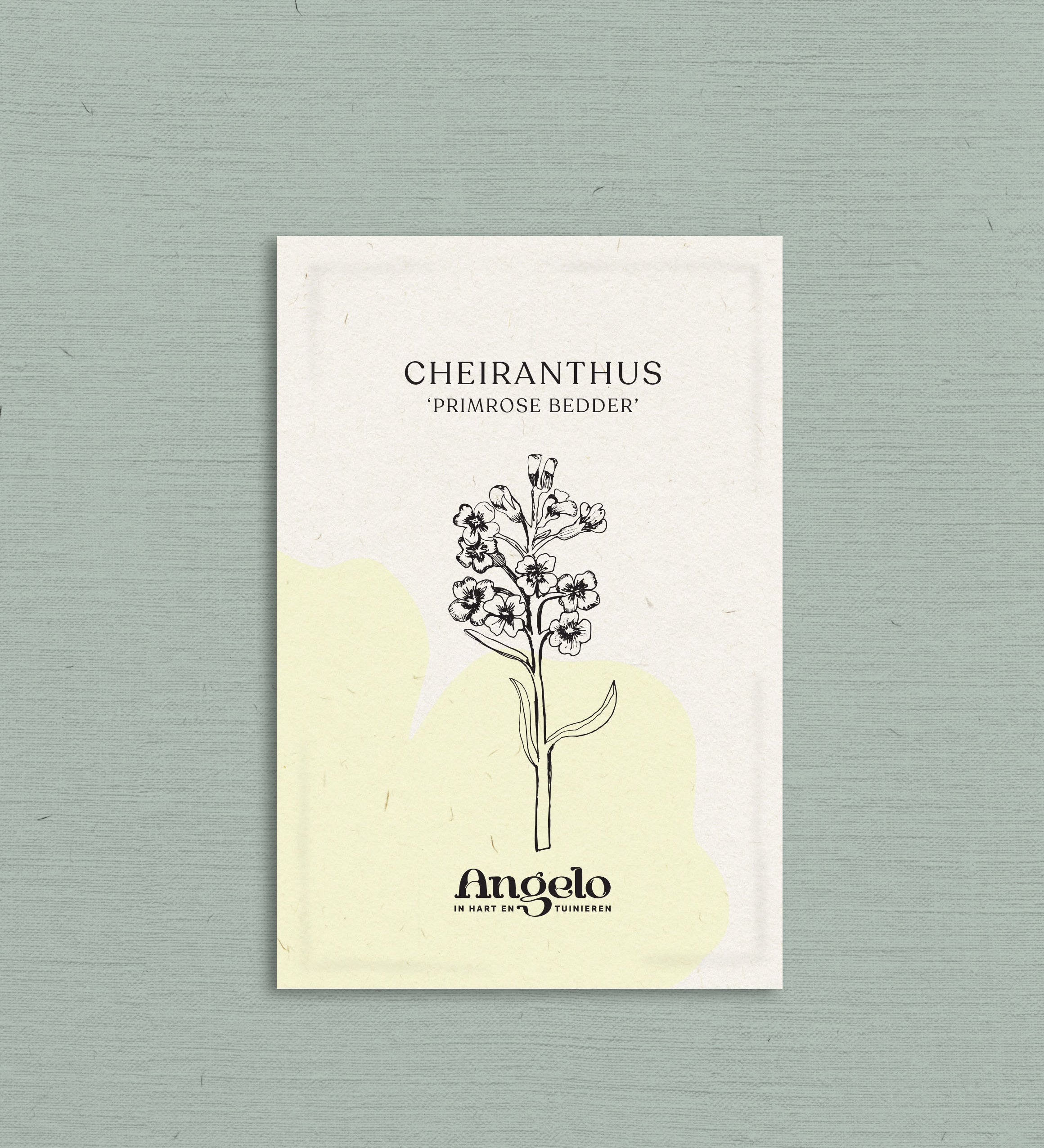 Cheiranthus cheiri 'Primrose Bedder'-Angelo