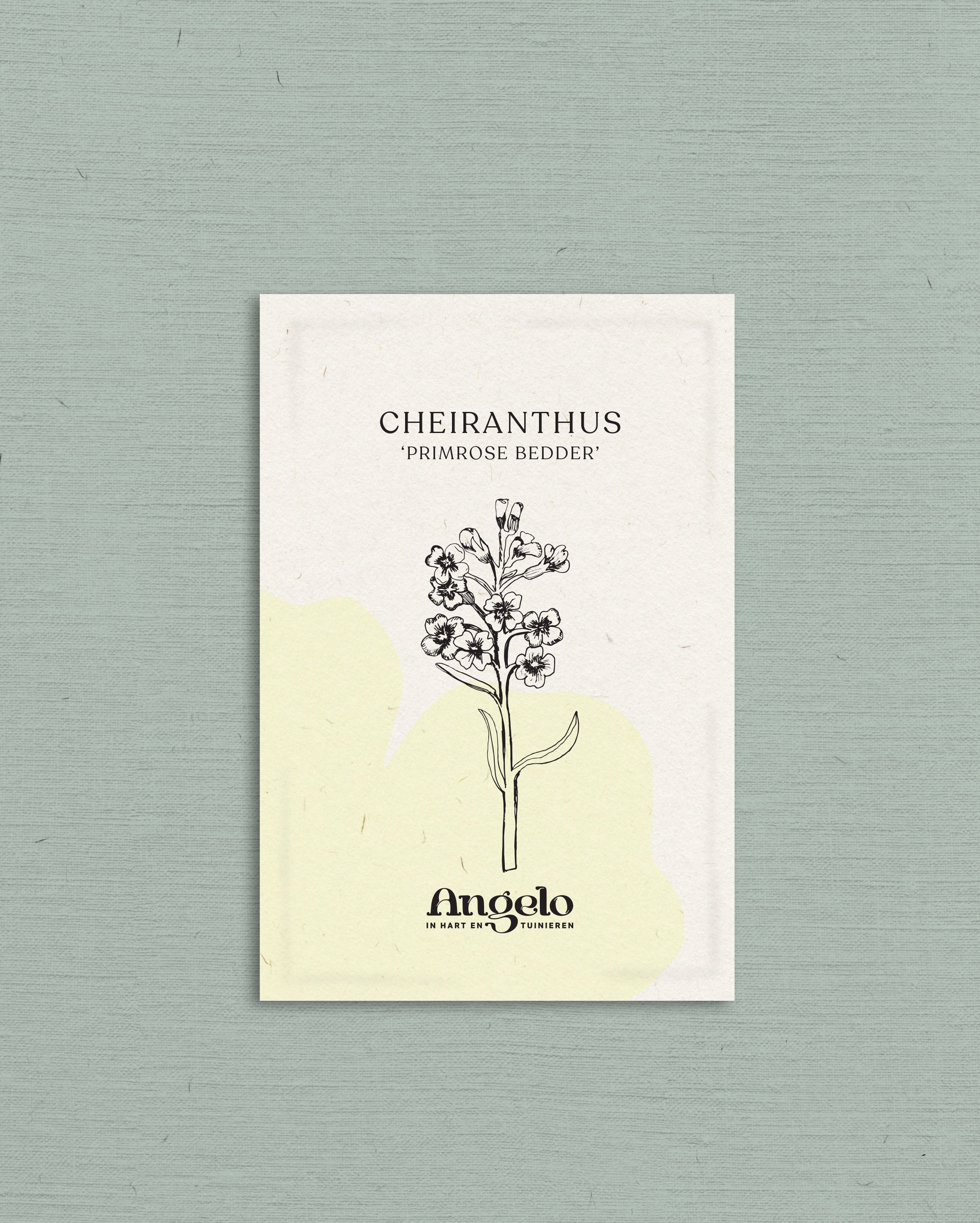 Cheiranthus cheiri 'Primrose Bedder'-Angelo