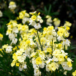 Cheiranthus cheiri 'Primrose Bedder'-Angelo