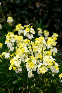 Cheiranthus cheiri 'Primrose Bedder'-Angelo