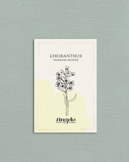 Cheiranthus cheiri &