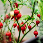 Chilipeper 'Biquinho'-Angelo