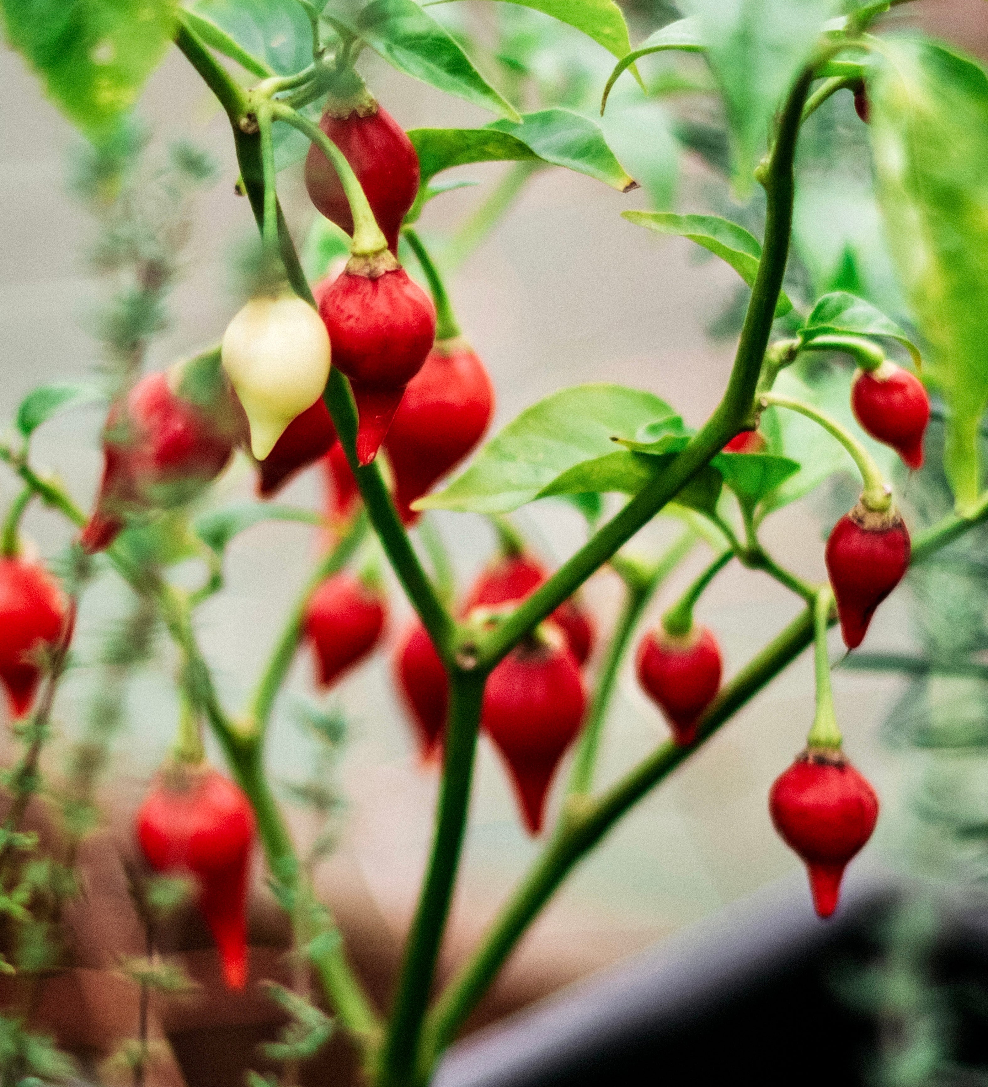Chilipeper 'Biquinho'-Angelo