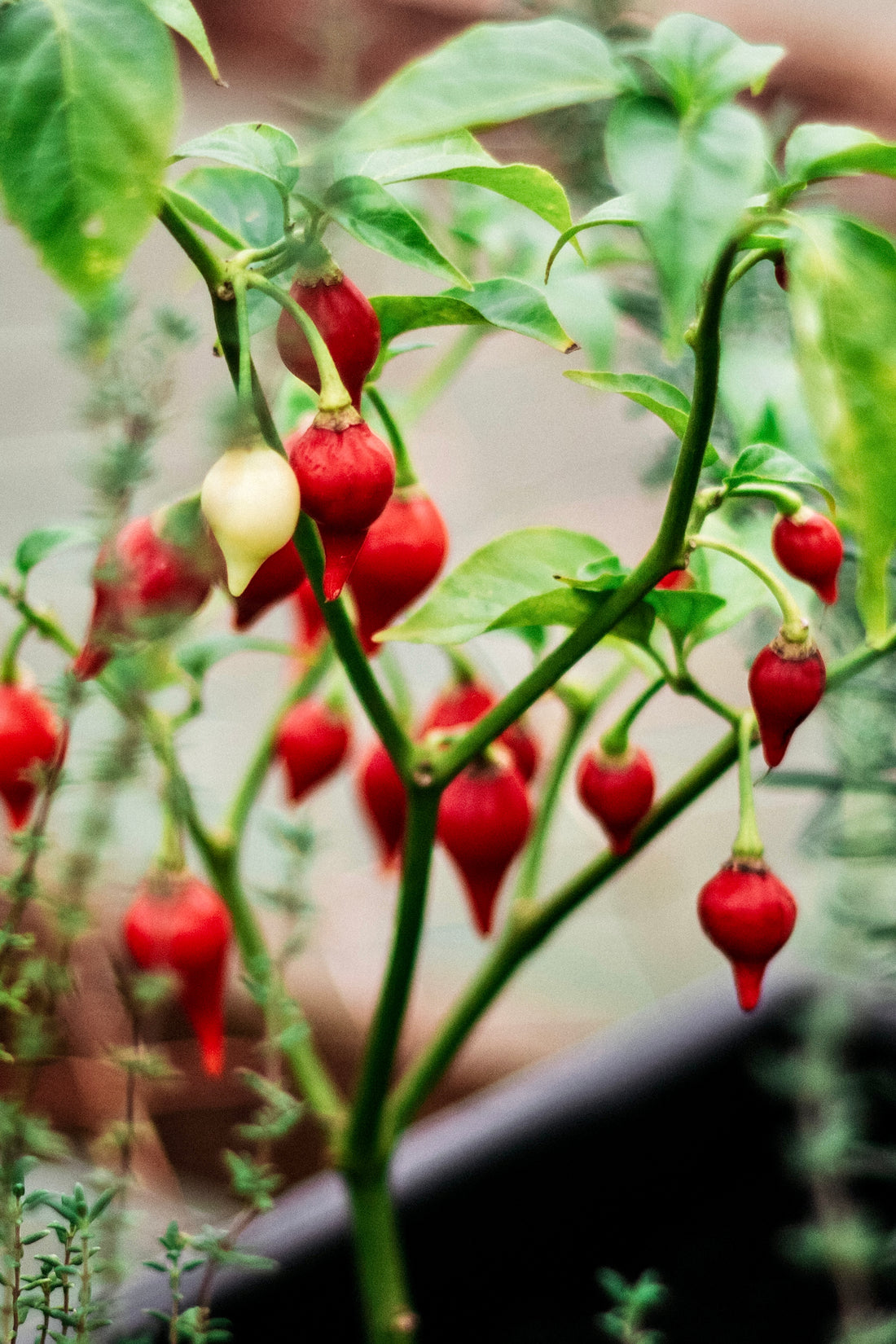 Chilipeper &