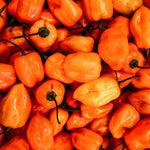 Chilipeper 'Hot Habanero Orange'-Angelo