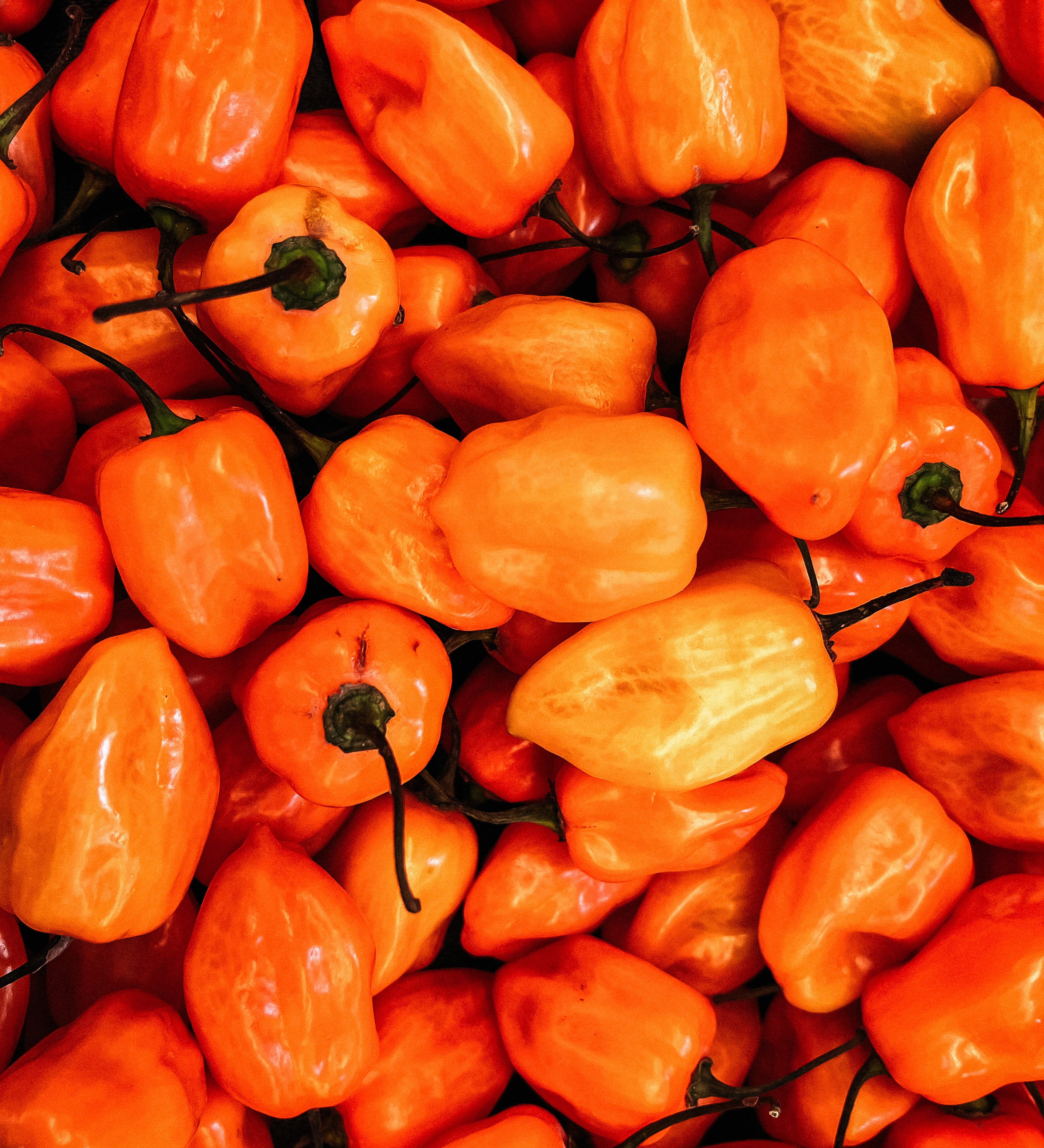 Chilipeper 'Hot Habanero Orange'-Angelo