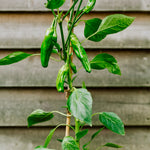Chilipeper 'Padron'-Angelo