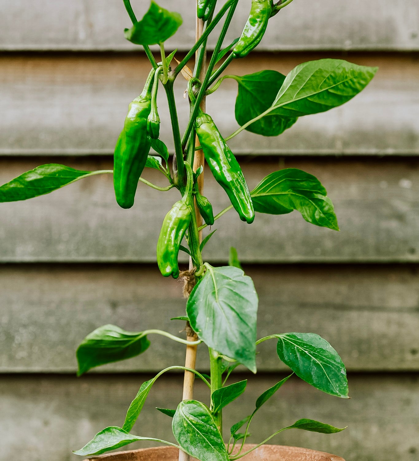 Chilipeper 'Padron'-Angelo
