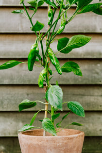 Chilipeper 'Padron'-Angelo