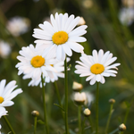 Chrysantemum leucanthemum-Angelo