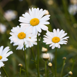 Chrysantemum leucanthemum-Angelo