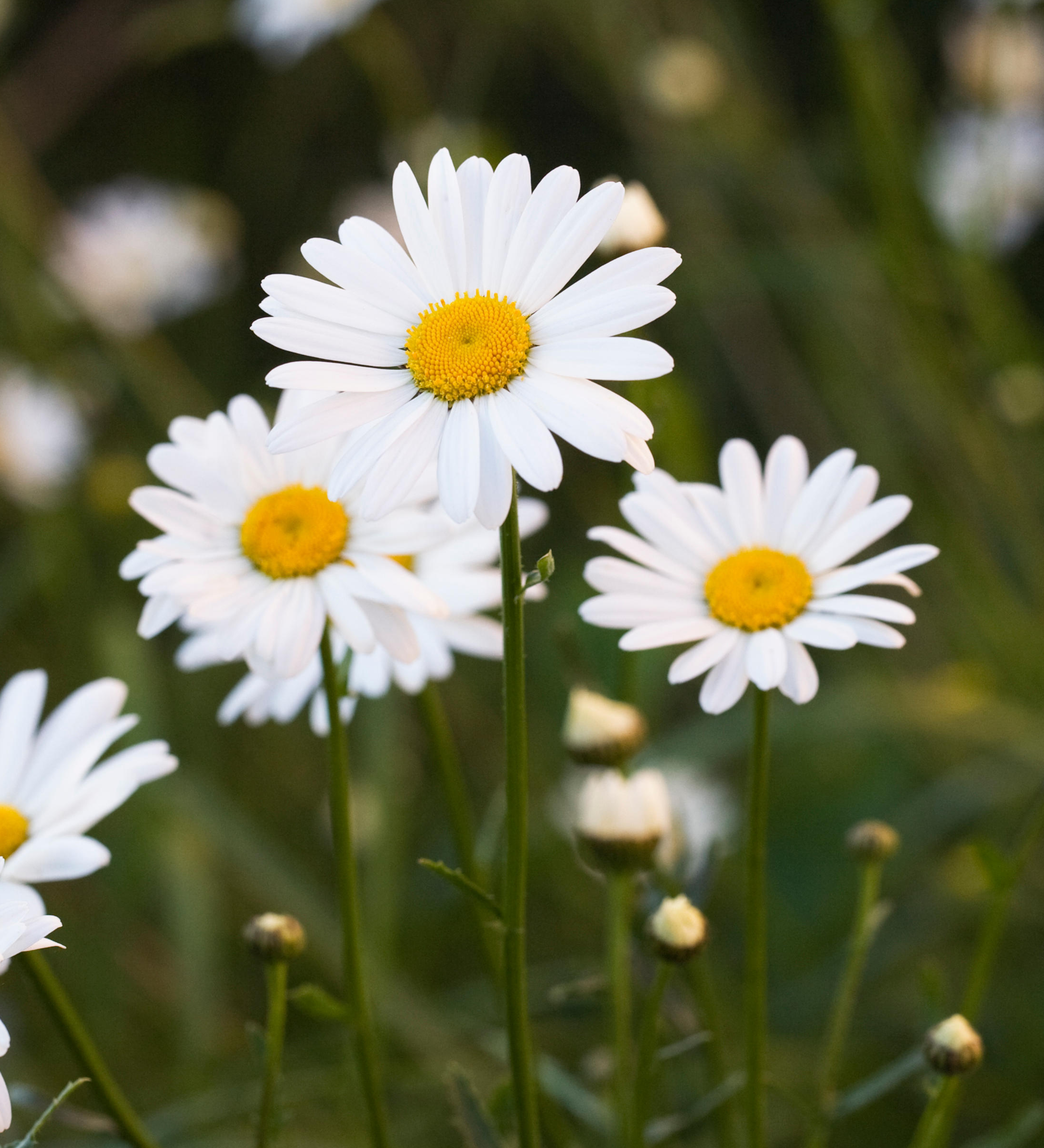 Chrysantemum leucanthemum-Angelo