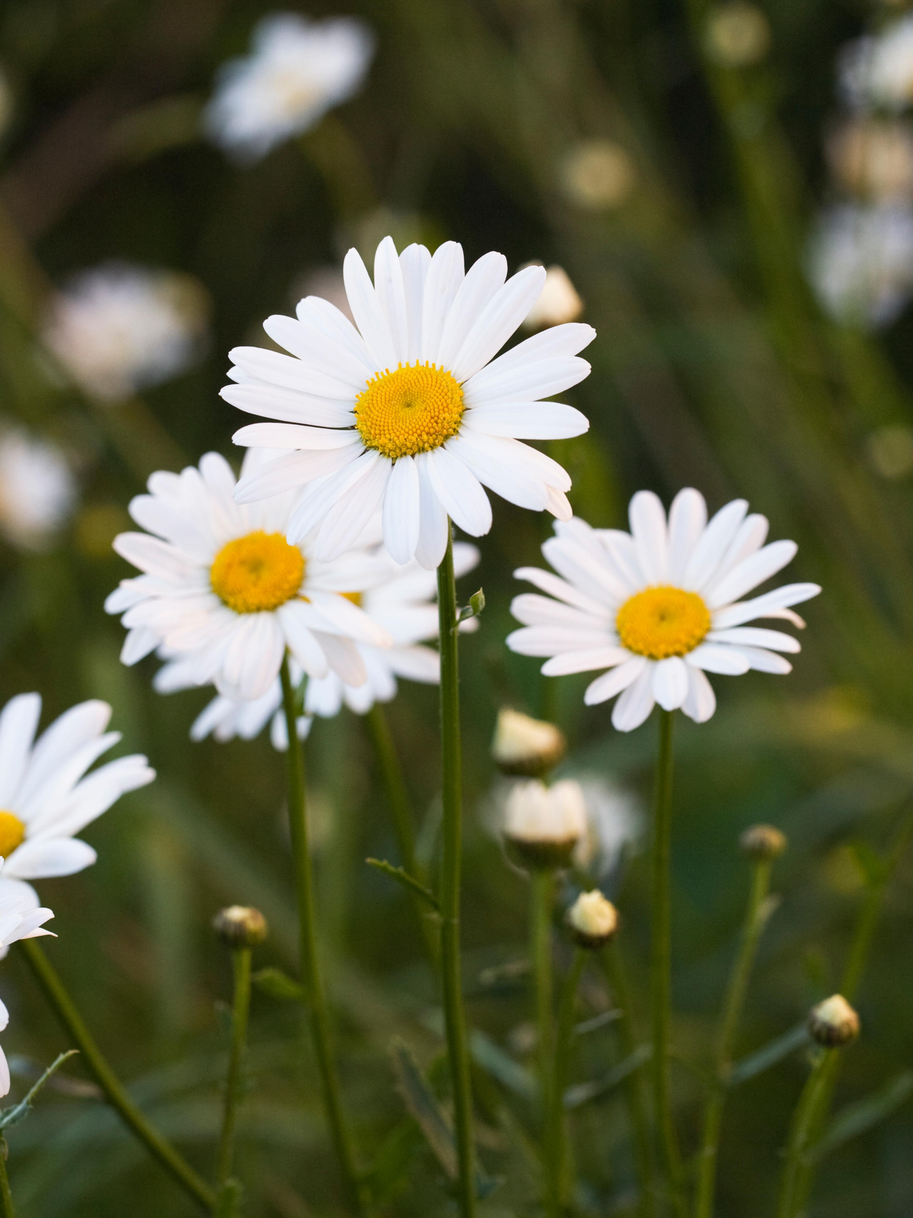 Chrysantemum leucanthemum-Angelo