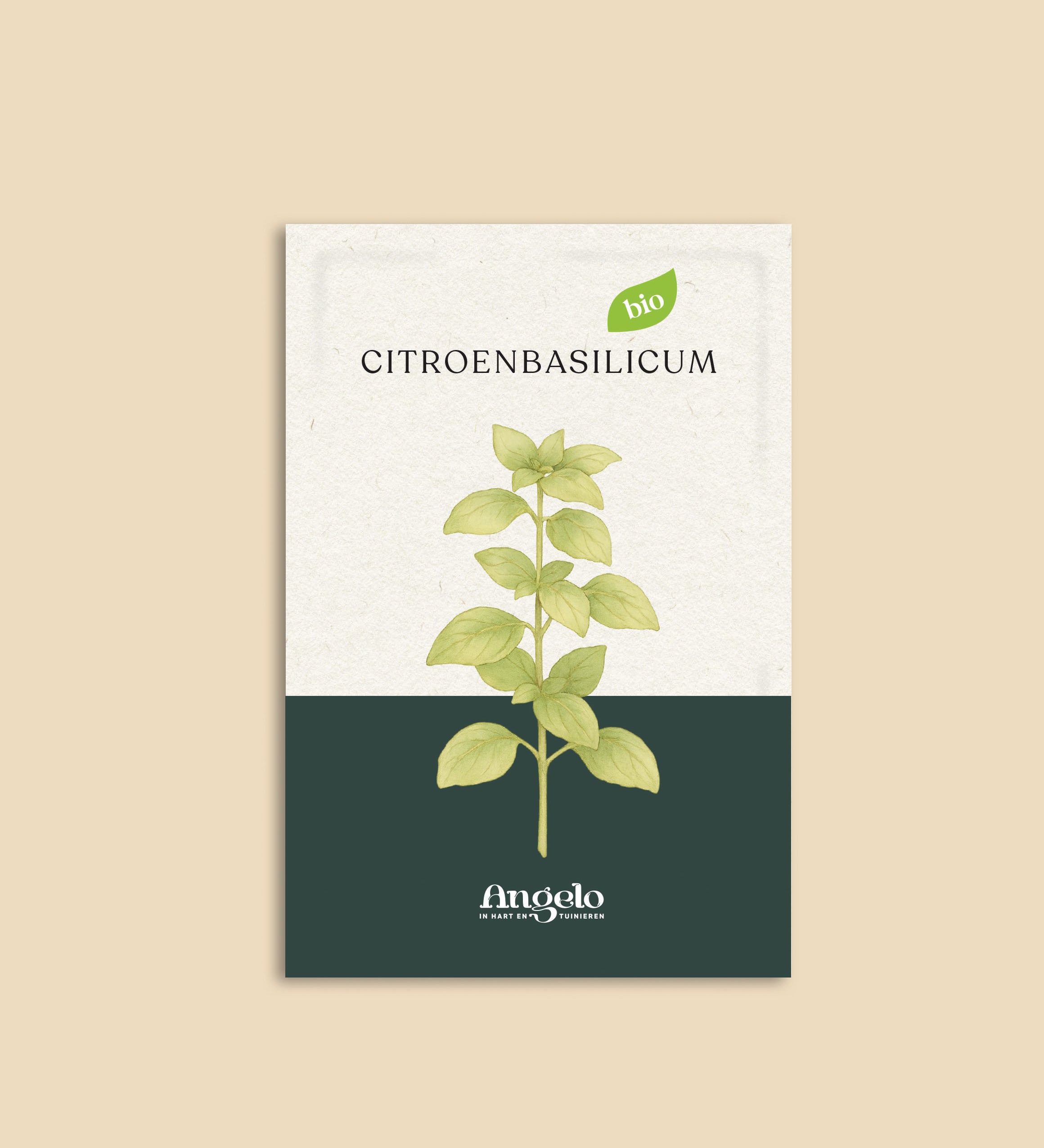 Citroenbasilicum-Angelo