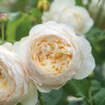 Klimroos 'Claire Austin'