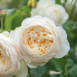 Klimroos 'Claire Austin'