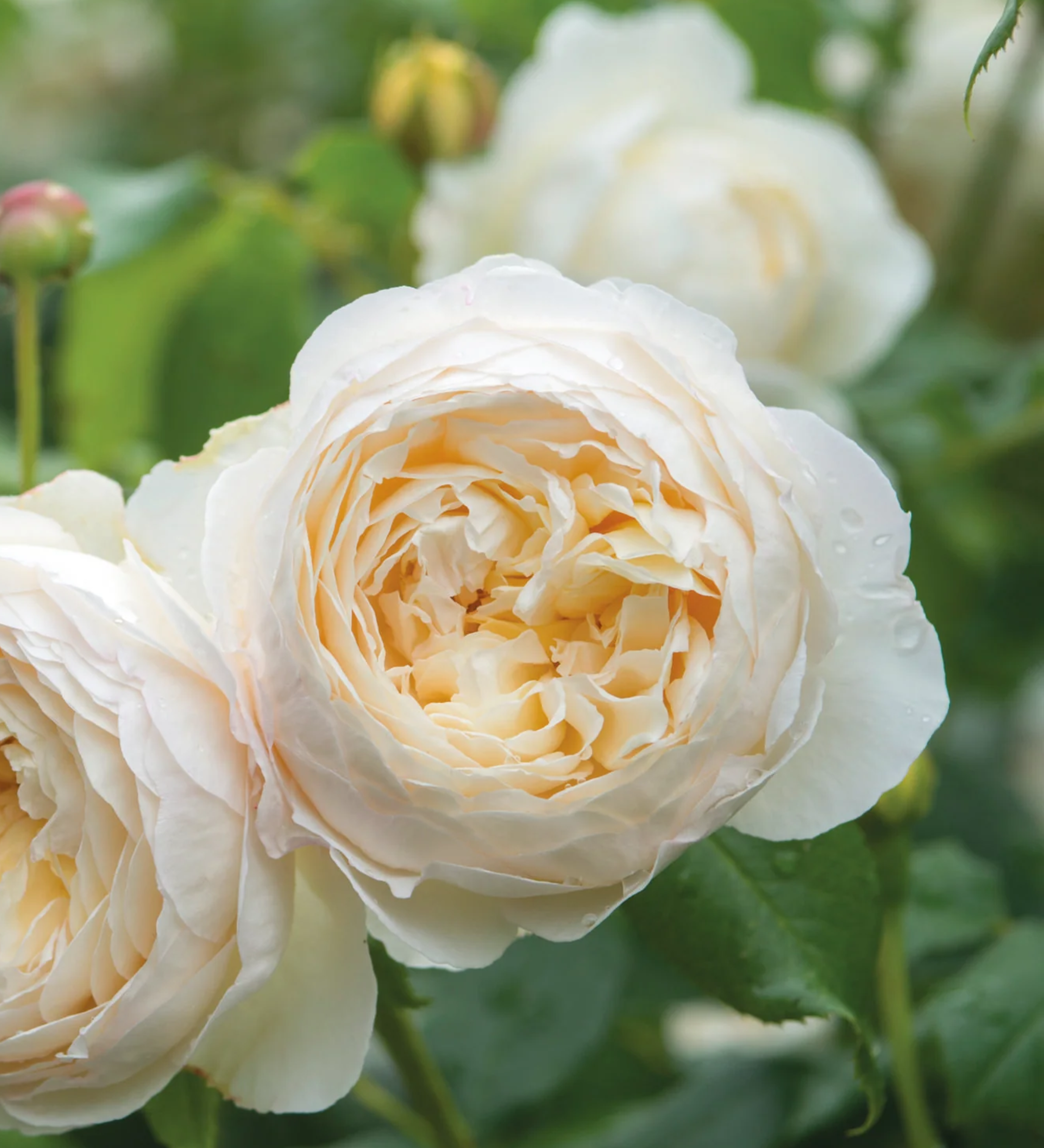 Ontdek onze rozen