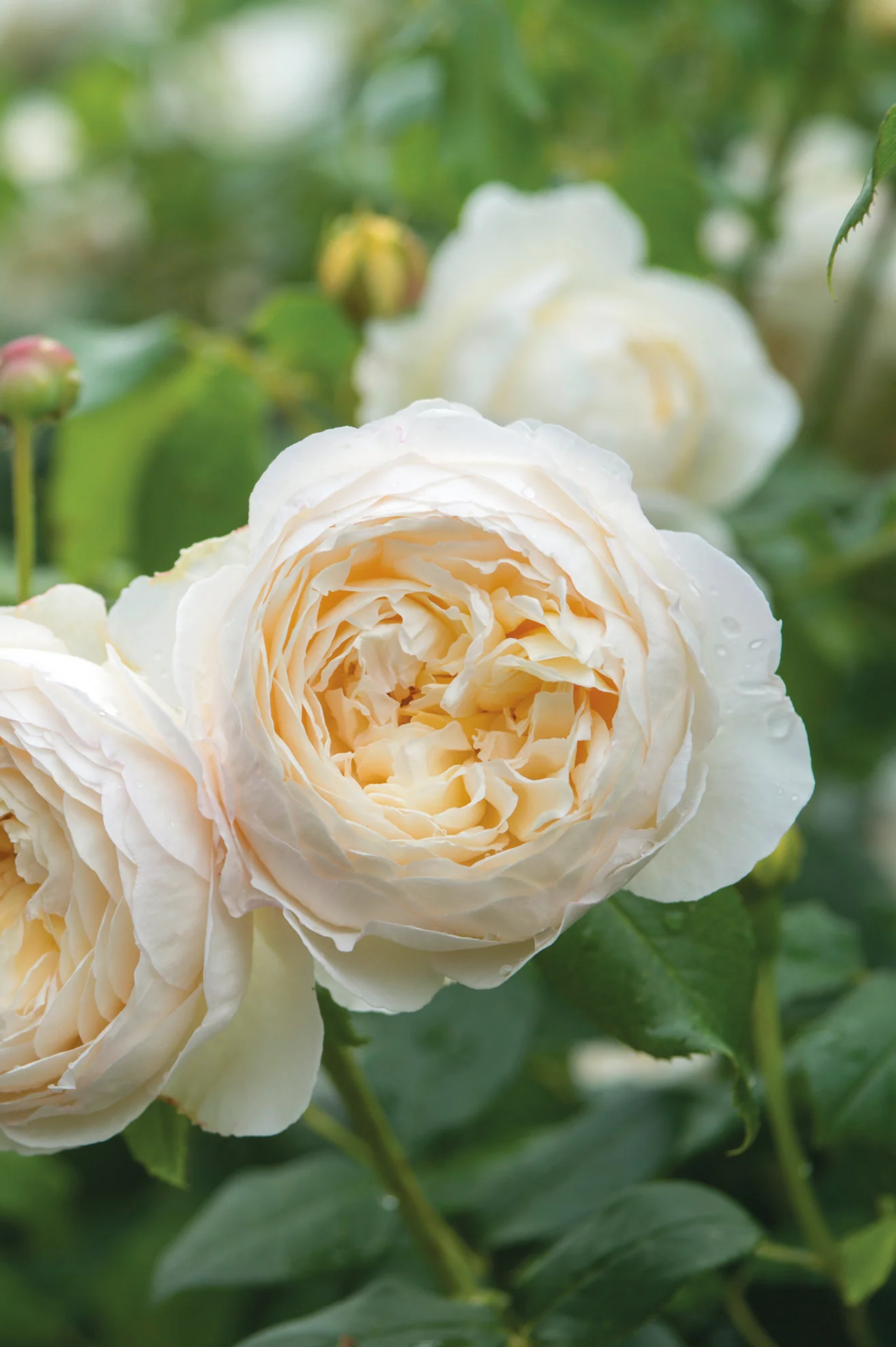 Klimroos 'Claire Austin'