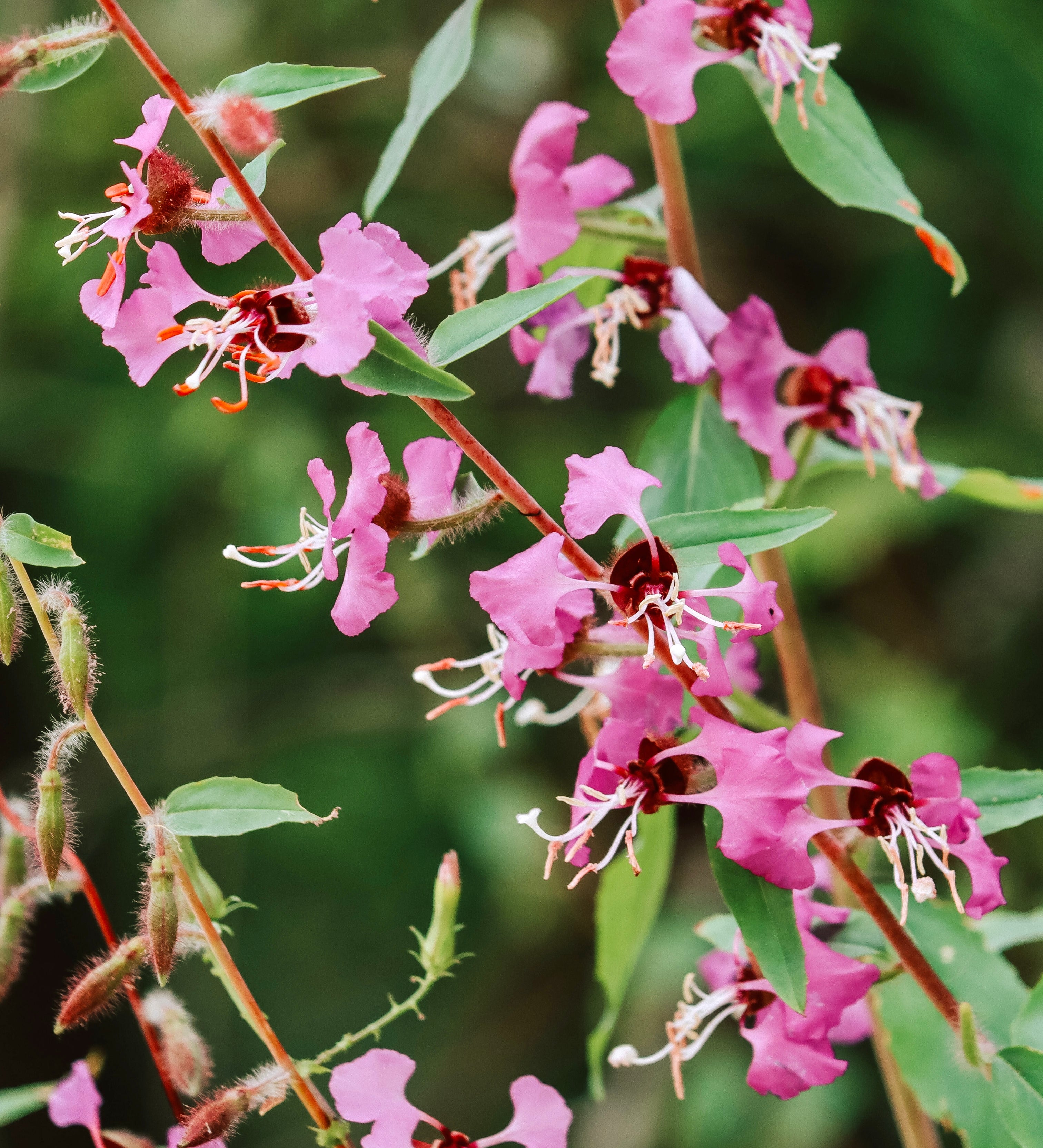 Clarkia ungulata-Angelo