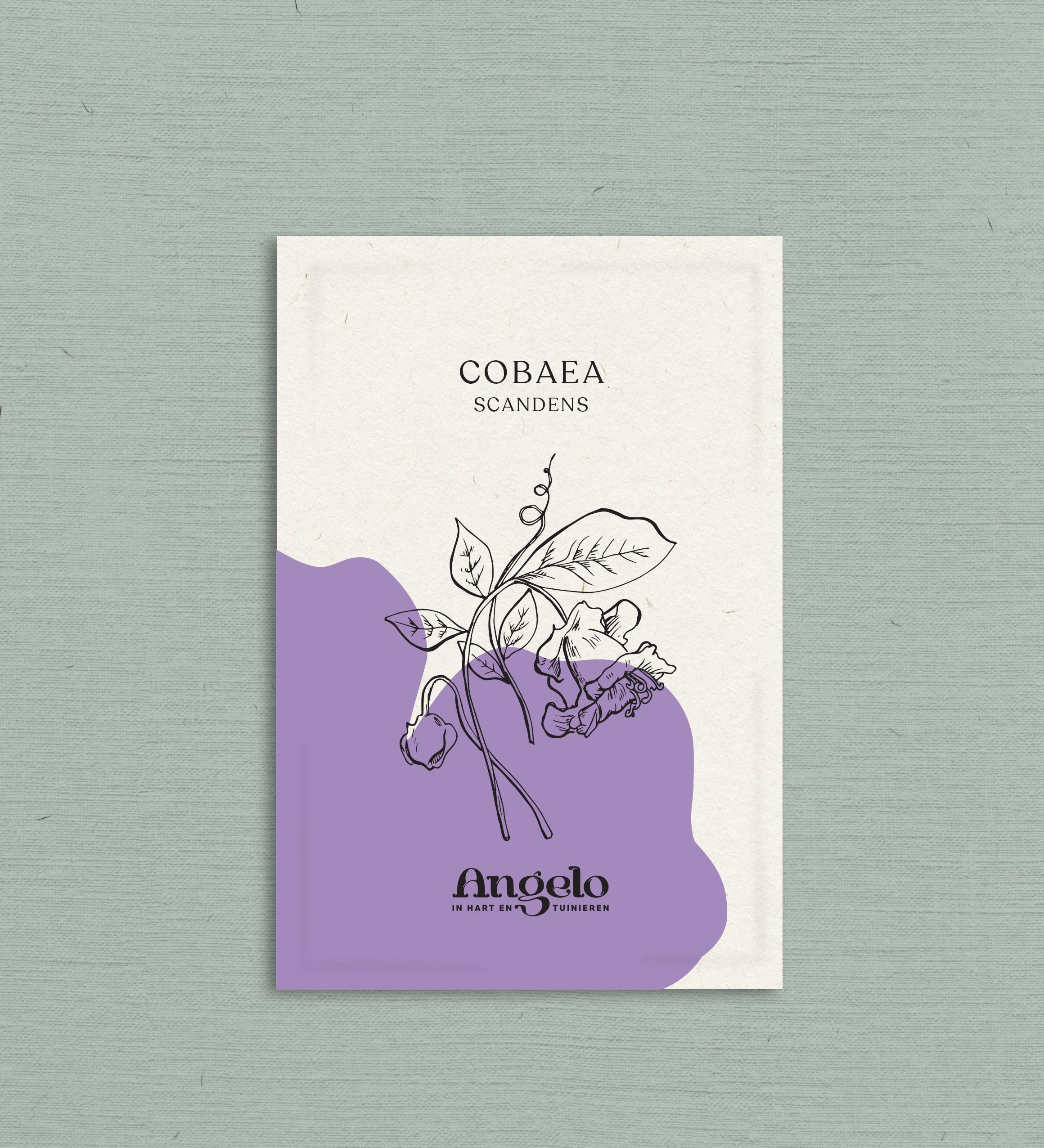 Cobaea scandens-Angelo