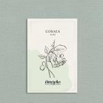Cobaea scandens 'alba'-Angelo