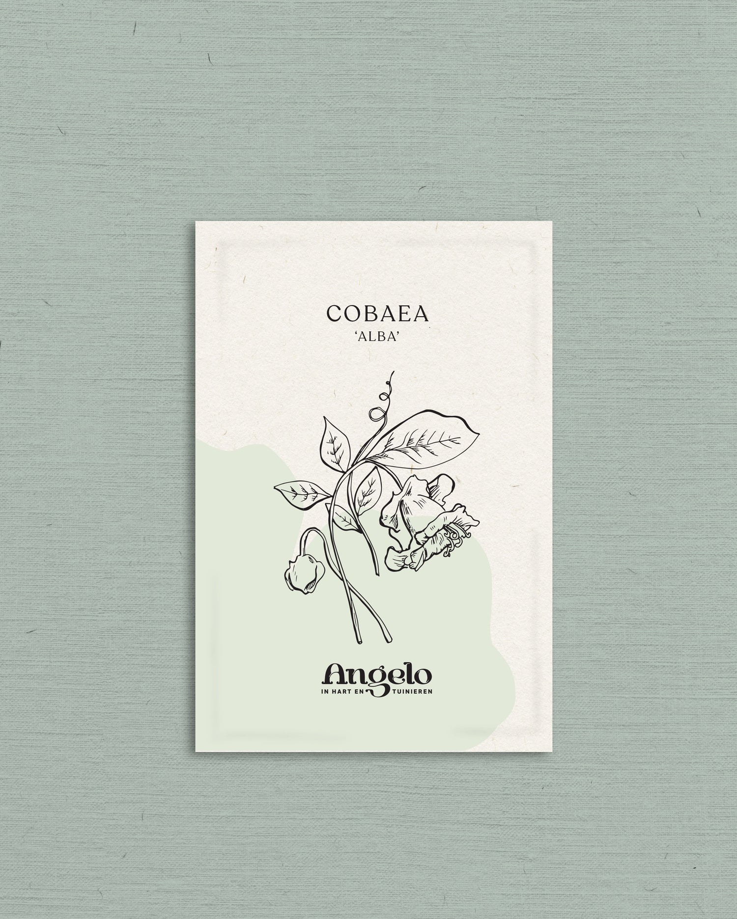 Cobaea scandens &