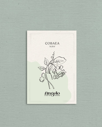 Cobaea scandens &