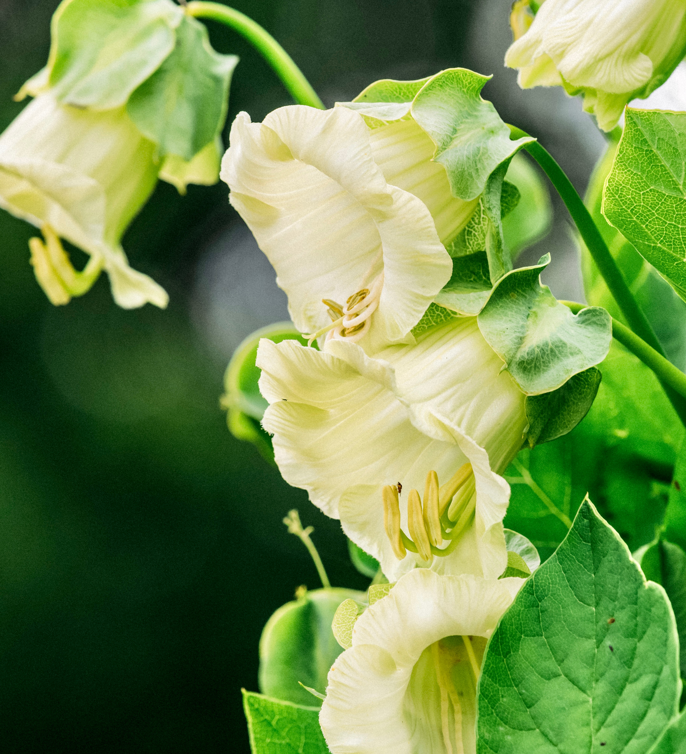 Cobaea scandens 'alba'-Angelo