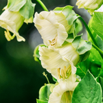 Cobaea scandens 'alba'-Angelo