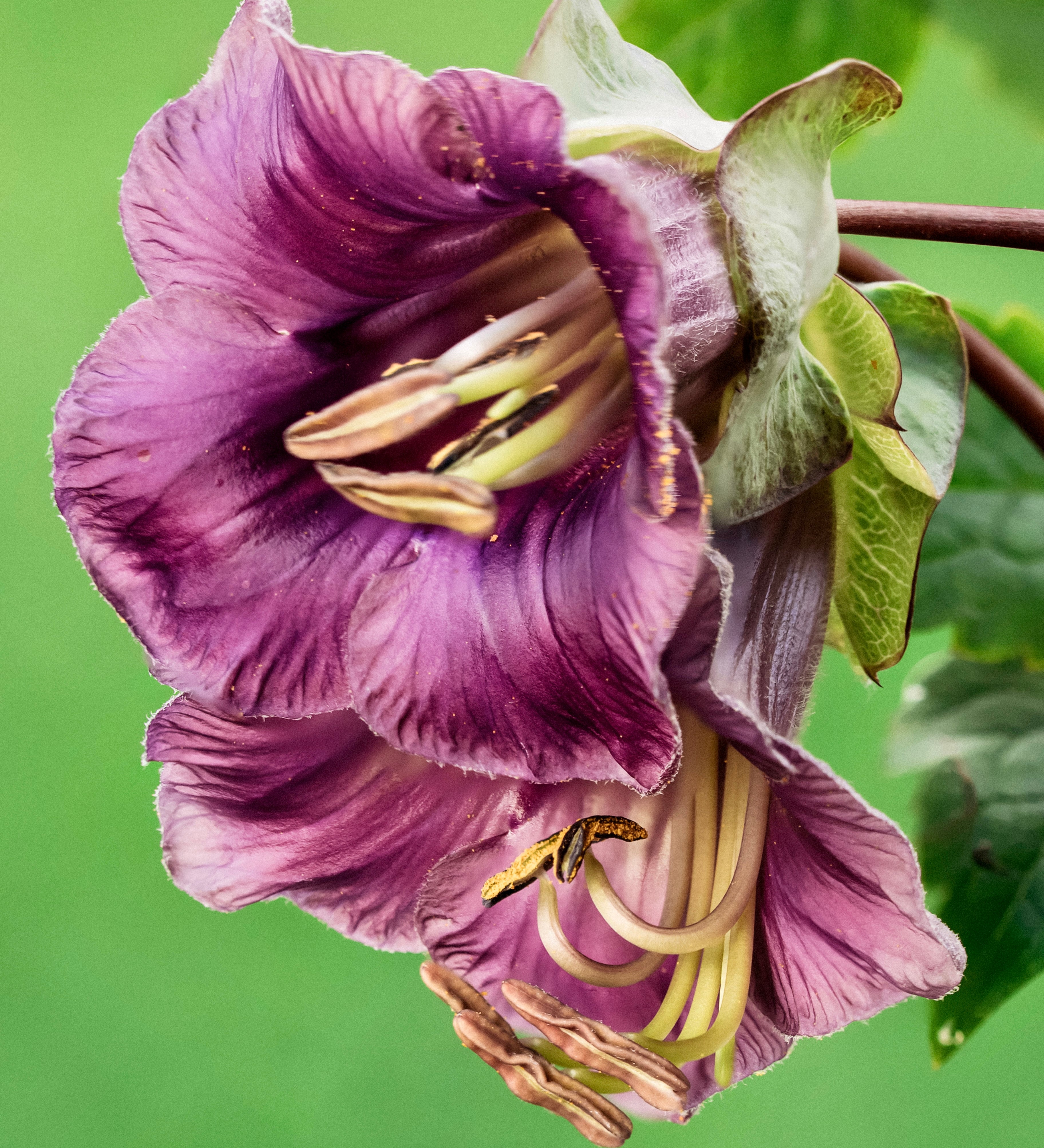 Cobaea scandens-Angelo