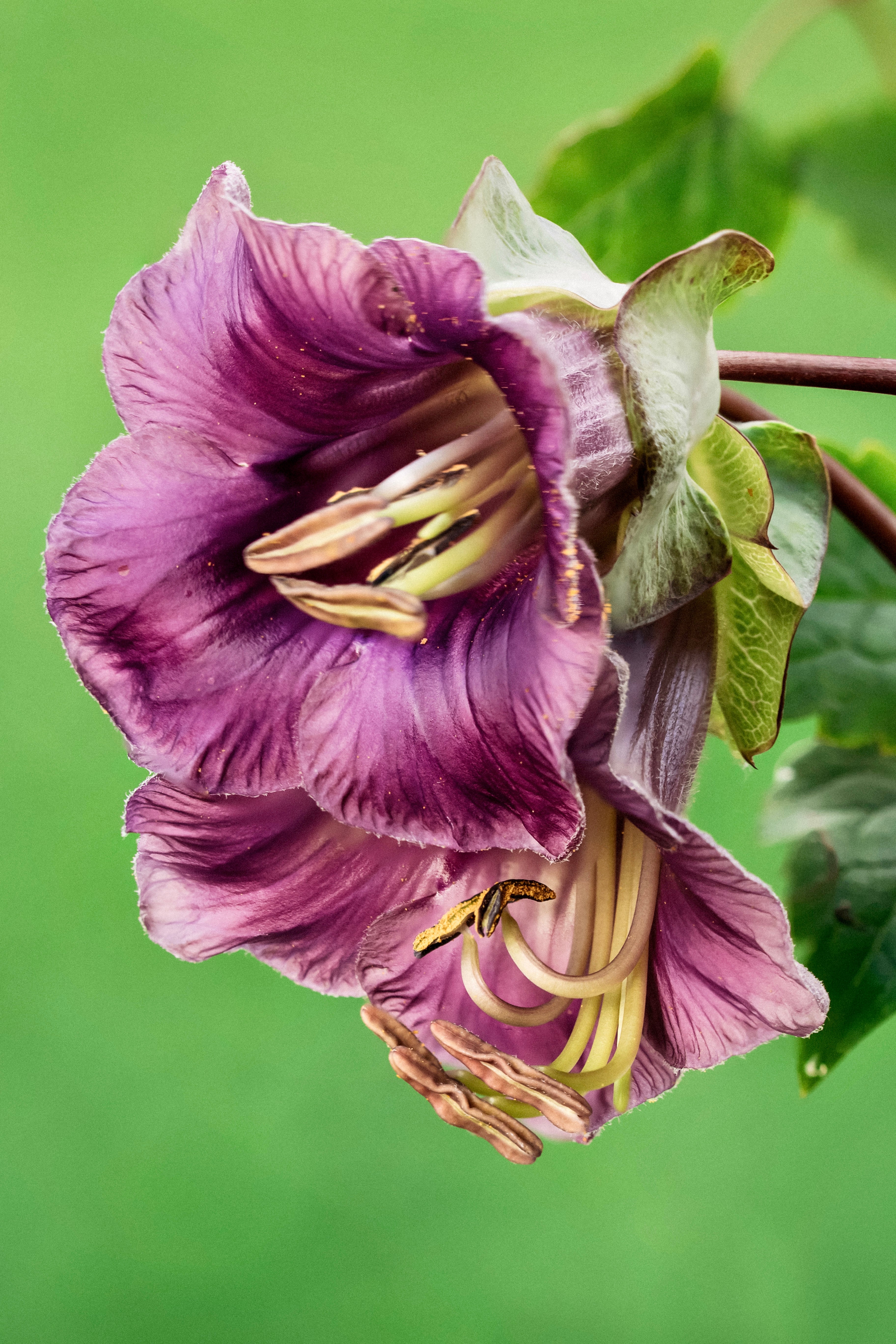 Cobaea scandens-Angelo