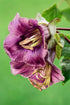 Cobaea scandens-Angelo