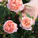 Struikroos 'Colette'
