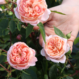 Struikroos 'Colette'