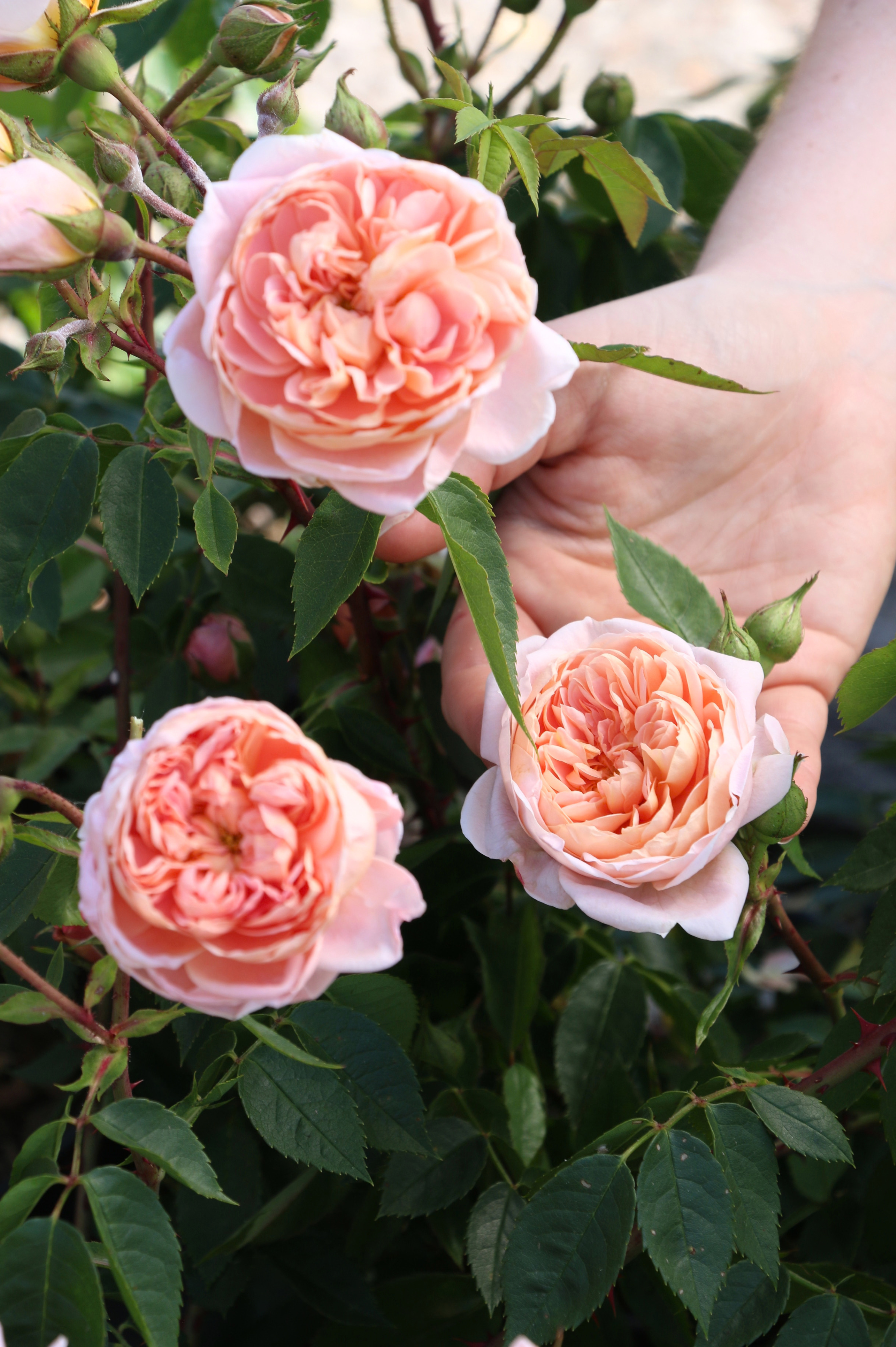 Struikroos 'Colette'