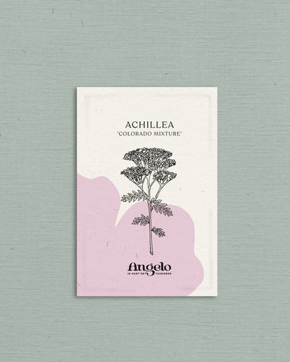 Achillea millefolium &