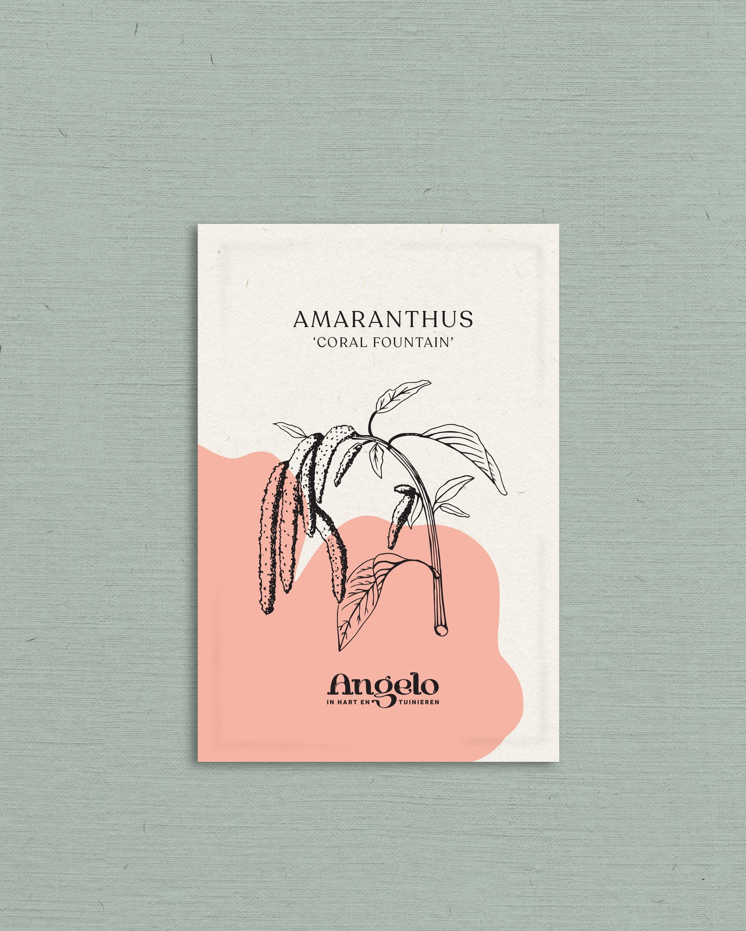 Amaranthus caudatus &