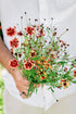Coreopsis hybrida &