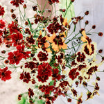 Coreopsis hybrida 'incredible! tall mix'-Angelo
