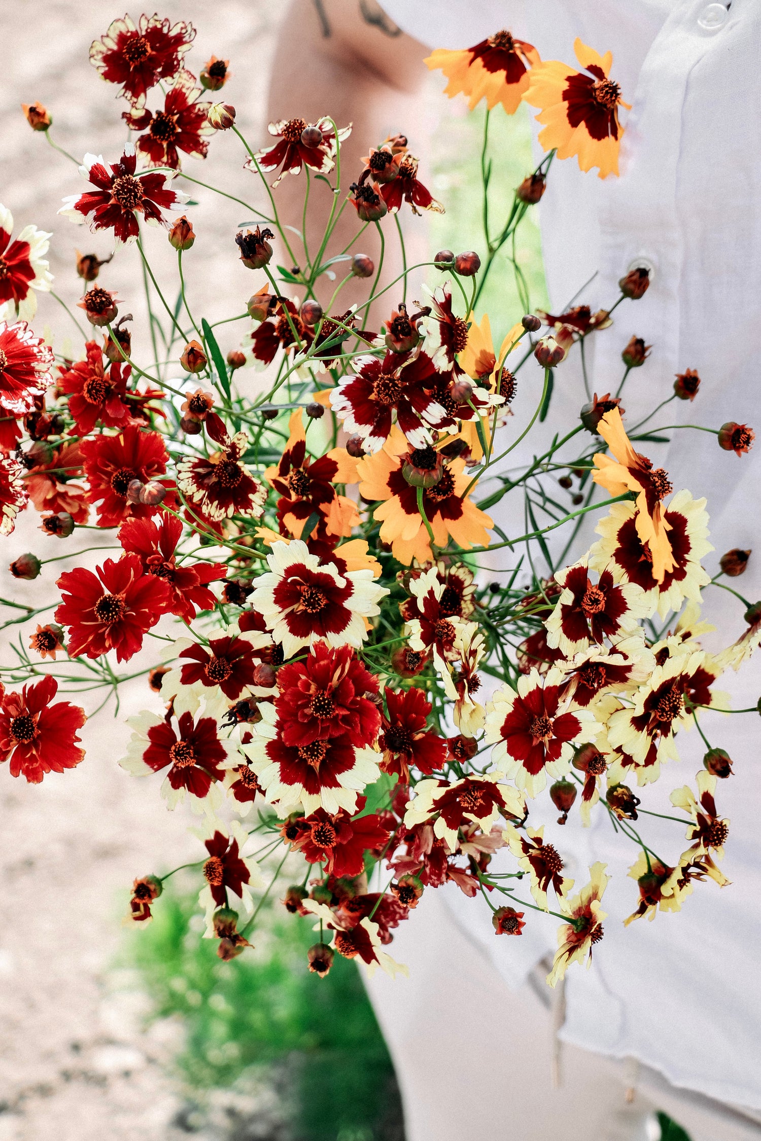 Coreopsis hybrida &