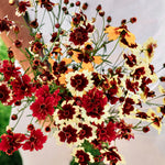 Coreopsis hybrida 'incredible! tall mix'-Angelo