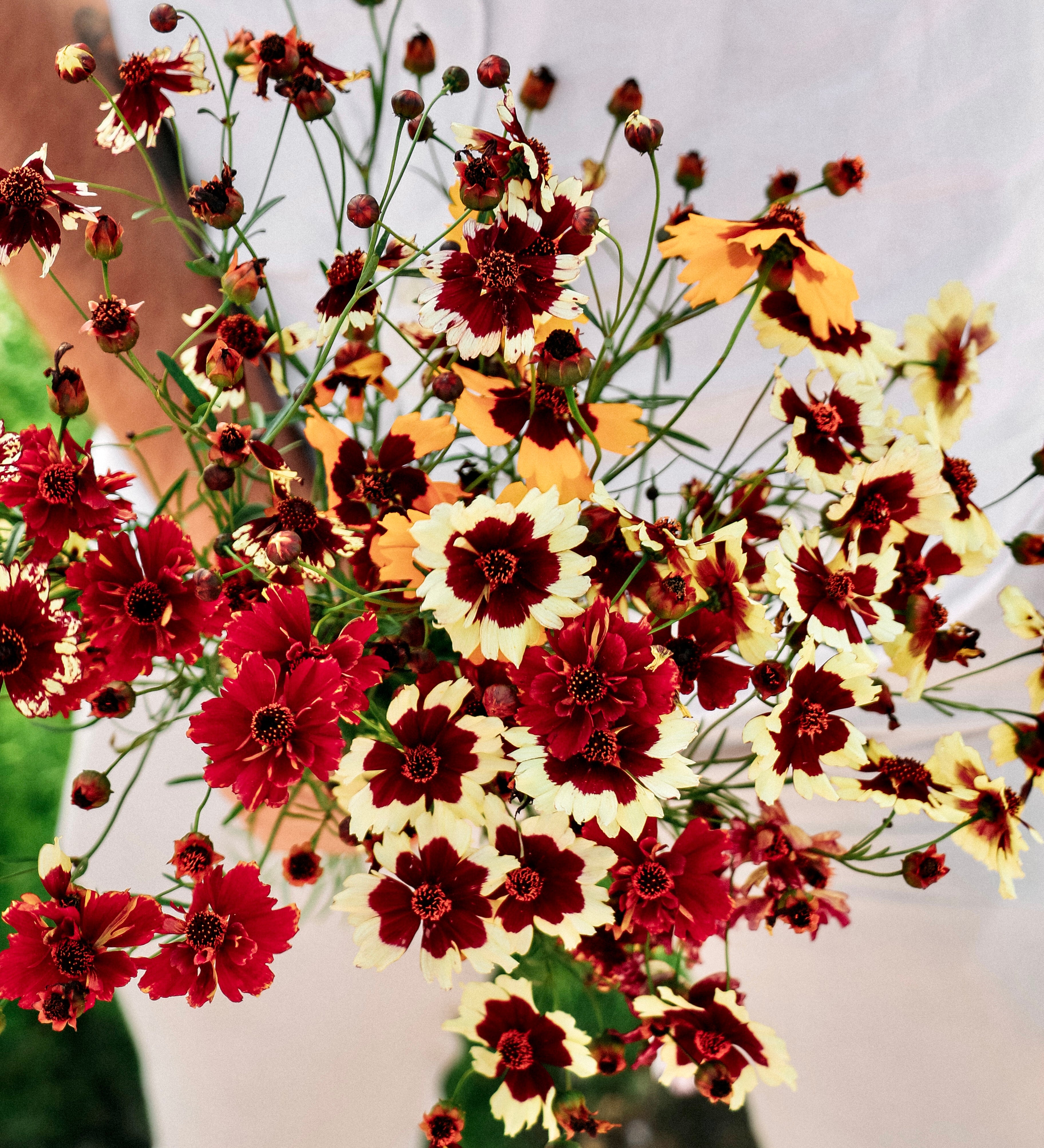 Coreopsis hybrida 'incredible! tall mix'-Angelo