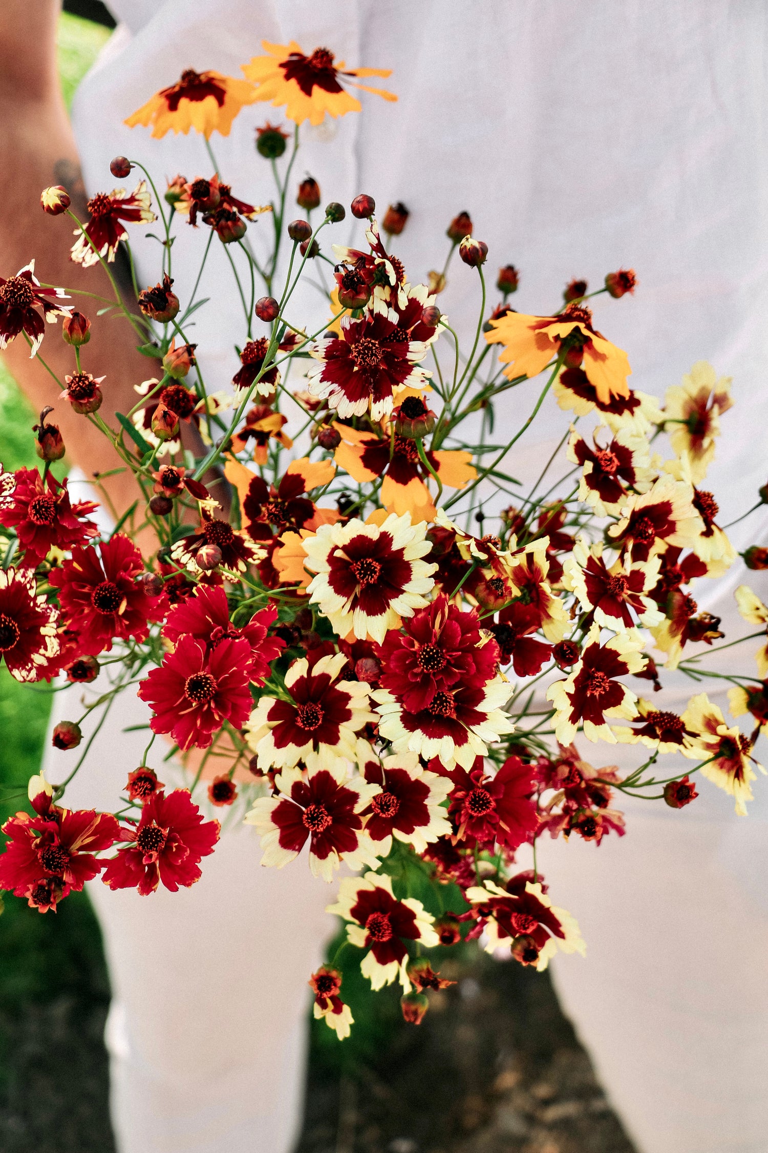Coreopsis hybrida &