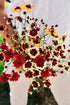 Coreopsis hybrida &