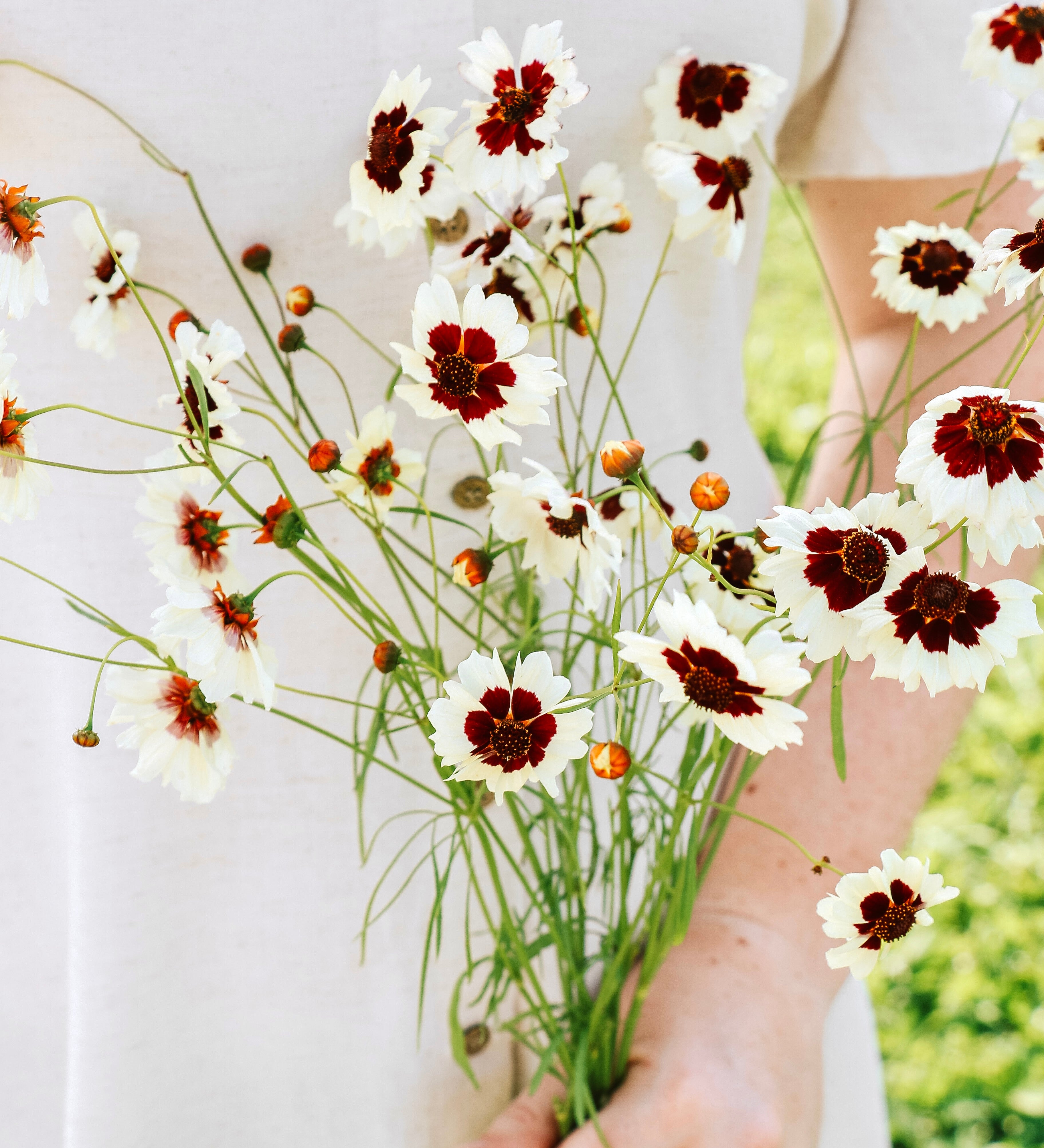 Coreopsis hybrida 'incredible! swirl'-Angelo