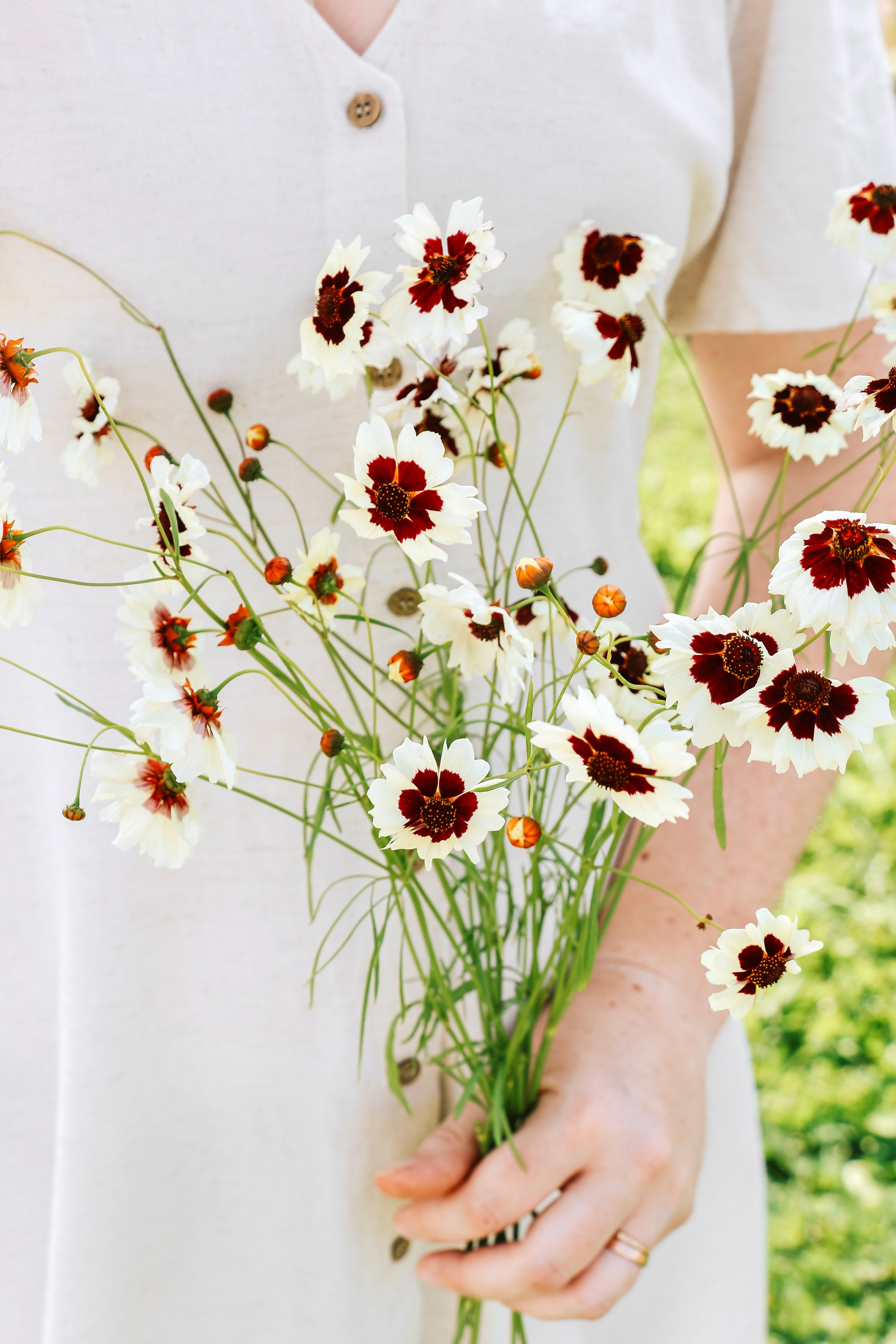 Coreopsis hybrida 'incredible! swirl'-Angelo