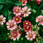 Cosmos bipinnatus 'antiquity'-Angelo