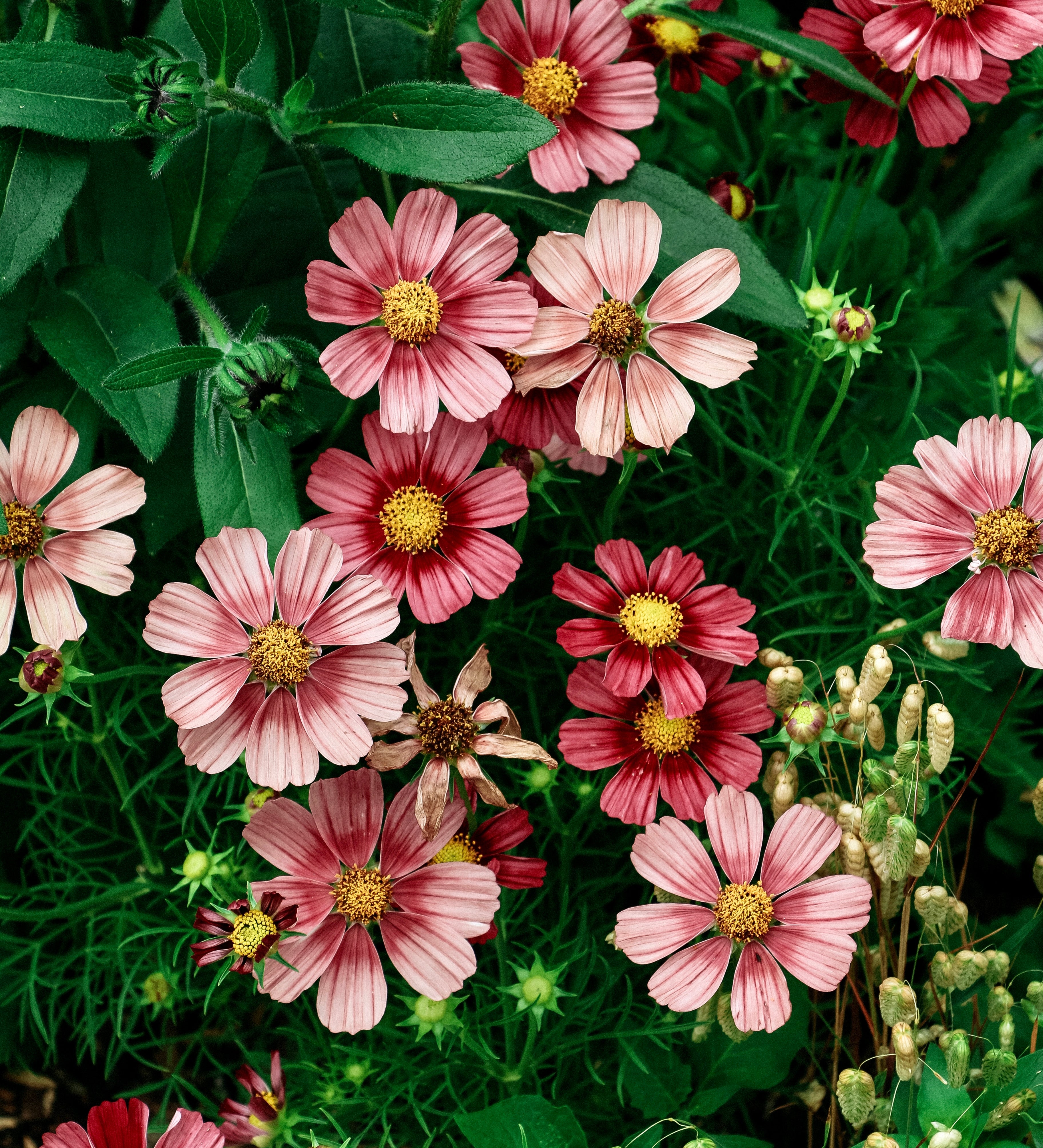 Cosmos bipinnatus 'antiquity'-Angelo