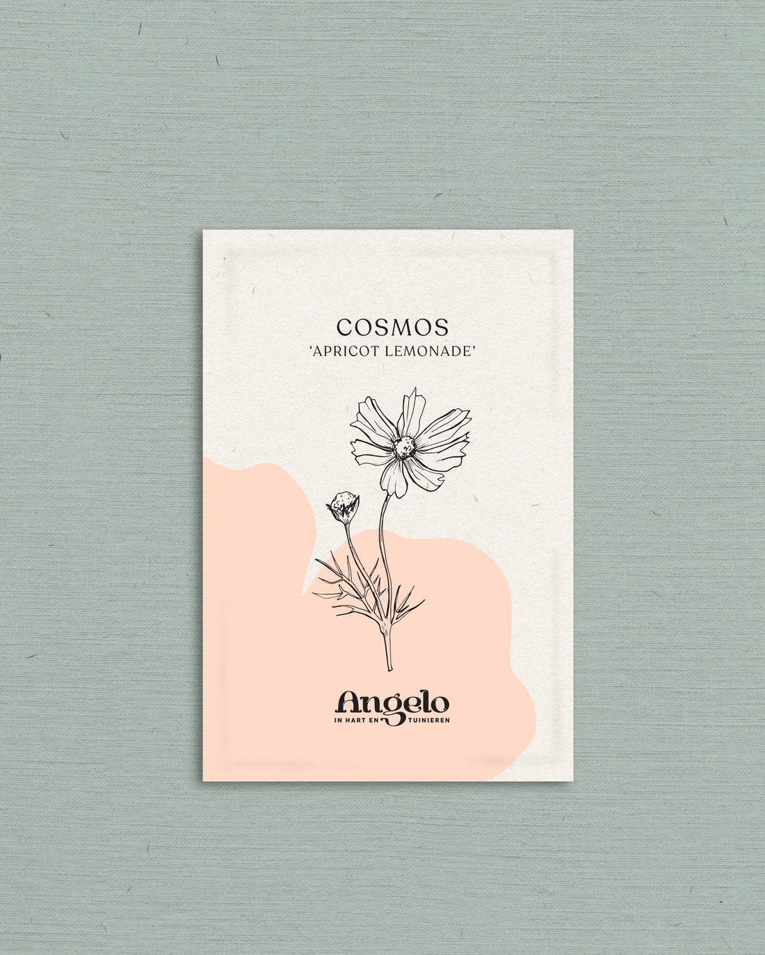 Cosmos bipinnatus &