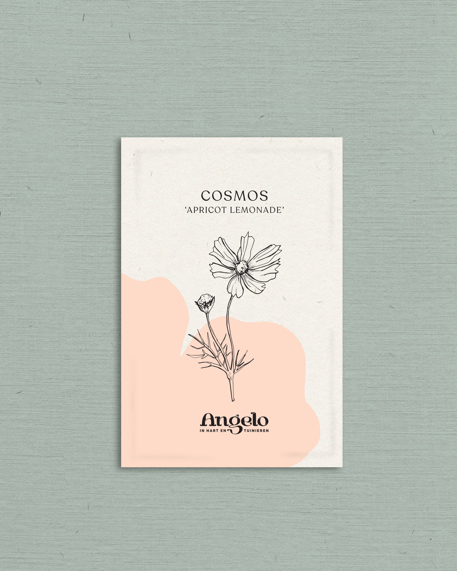 Cosmos bipinnatus &